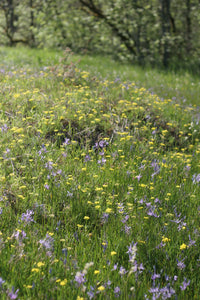 A native meadow full of yellow flowers of spring gold, also known as common Lomatium (Lomatium utriculatum) and purple-flowering common camas (Camassia quamash). One of approximately 200 species of Pacific Northwest native plants available at Sparrowhawk Native Plants, Native Plant Nursery in Portland, Oregon.