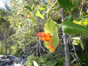 Flowers and leaves of orange honeysuckle (Lonicera ciliosa). One of the 150+ species of Pacific Northwest native plants available at Sparrowhawk Native Plants in Portland, Oregon.