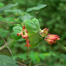 Load image into Gallery viewer, Flowers and leaves of orange honeysuckle (Lonicera ciliosa). One of the 150+ species of Pacific Northwest native plants available at Sparrowhawk Native Plants in Portland, Oregon.