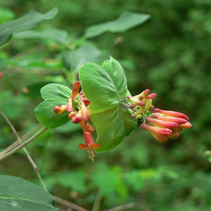 Flowers and leaves of orange honeysuckle (Lonicera ciliosa). One of the 150+ species of Pacific Northwest native plants available at Sparrowhawk Native Plants in Portland, Oregon.