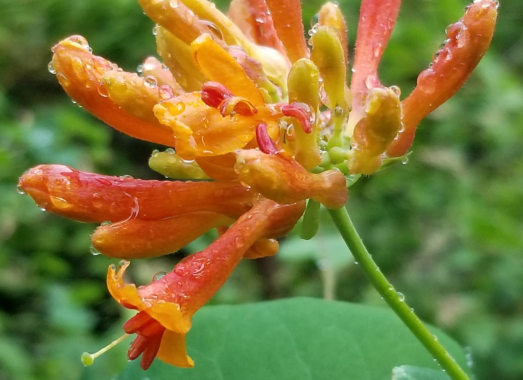 Orange Honeysuckle – Sparrowhawk Native Plants