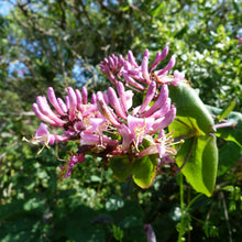 Load image into Gallery viewer, Close-up of the showy pink flowers of hairy or pink honeysuckle (Lonicera hispidula). One of the 150+ species of Pacific Northwest native plants available through Sparrowhawk Native Plants in Portland, Oregon.