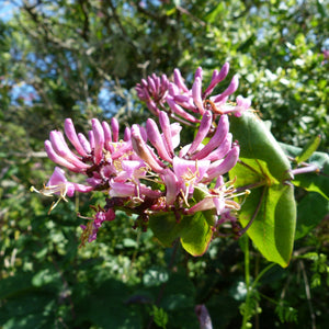 Close-up of the showy pink flowers of hairy or pink honeysuckle (Lonicera hispidula). One of the 150+ species of Pacific Northwest native plants available through Sparrowhawk Native Plants in Portland, Oregon.