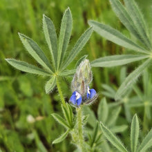 Load image into Gallery viewer, Buds and leaves of small-flowered lupine (Lupinus micranthus, Lupinus polycarpus, Lupinus bicolor).  One of approximately 200 species of Pacific Northwest native plants available at Sparrowhawk Native Plants, native plant nursery in Portland, Oregon.