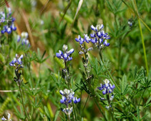 Load image into Gallery viewer, A sea of purple-flowering small-flowered lupine (Lupinus micranthus, Lupinus polycarpus, Lupinus bicolor) blooms in a wild meadow.  One of approximately 200 species of Pacific Northwest native plants available at Sparrowhawk Native Plants, native plant nursery in Portland, Oregon.
