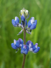 Load image into Gallery viewer, Close up of the purple and white flowers of small-flowered lupine (Lupinus micranthus, Lupinus polycarpus, Lupinus bicolor).  One of approximately 200 species of Pacific Northwest native plants available at Sparrowhawk Native Plants, native plant nursery in Portland, Oregon.