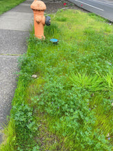 Load image into Gallery viewer, Green vegetation of small-flowered lupine (Lupinus micranthus, Lupinus polycarpus, Lupinus bicolor) mixed with native and non-native grasses in an urban planting strip, between sidewalk, road and fire hydrant. One of approximately 200 species of Pacific Northwest native plants available at Sparrowhawk Native Plants, native plant nursery in Portland, Oregon.