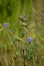 Load image into Gallery viewer, Close up of the immature seed pods of small-flowered lupine (Lupinus micranthus, Lupinus polycarpus, Lupinus bicolor) with its purple and white flowers in the background.  One of approximately 200 species of Pacific Northwest native plants available at Sparrowhawk Native Plants, native plant nursery in Portland, Oregon.