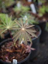 Load image into Gallery viewer, Emergent leaf of large-leaved lupine (Lupinus polyphyllus), in one gallon pots, in April. Another stunning Pacific Northwest native plant available at Sparrowhawk Native Plants Nursery in Portland, Oregon.