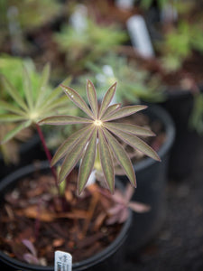 Emergent leaf of large-leaved lupine (Lupinus polyphyllus), in one gallon pots, in April. Another stunning Pacific Northwest native plant available at Sparrowhawk Native Plants Nursery in Portland, Oregon.