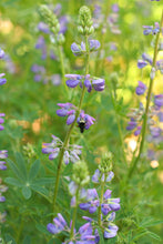 Load image into Gallery viewer, A native bumblebee visits the purple flower spire of riverbank of streambank lupine (Lupinus rivularis). One of 150+ species of Pacific Northwest native plants available at Sparrowhawk Native Plants, Native Plant Nursery in Portland, Oregon.