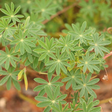 Load image into Gallery viewer, Iconic palmately compound leaves of native riverbank of streambank lupine (Lupinus rivularis). One of 150+ species of Pacific Northwest native plants available at Sparrowhawk Native Plants, Native Plant Nursery in Portland, Oregon.