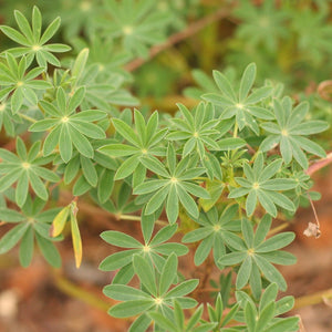 Iconic palmately compound leaves of native riverbank of streambank lupine (Lupinus rivularis). One of 150+ species of Pacific Northwest native plants available at Sparrowhawk Native Plants, Native Plant Nursery in Portland, Oregon.