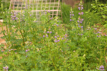 Load image into Gallery viewer, A sea of purple flowering riverbank of streambank lupine (Lupinus rivularis). One of 150+ species of Pacific Northwest native plants available at Sparrowhawk Native Plants, Native Plant Nursery in Portland, Oregon.