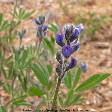 Bloom of small-flowered lupine (Lupinus micranthus, Lupinus polycarpus, Lupinus bicolor).  One of approximately 200 species of Pacific Northwest native plants available at Sparrowhawk Native Plants, native plant nursery in Portland, Oregon.