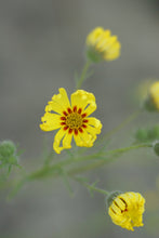 Load image into Gallery viewer, Close up of a yellow common madia flower (Madia elegans). One of 150+ species of Pacific Northwest native plants available at Sparrowhawk Native Plants, Native Plant Nursery in Portland, Oregon.
