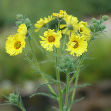 Load image into Gallery viewer, Common madia flowers and foliage (Madia elegans). One of 150+ species of Pacific Northwest native plants available at Sparrowhawk Native Plants, Native Plant Nursery in Portland, Oregon.