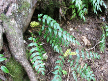 Load image into Gallery viewer, A small population of cascade Oregon grape (Mahonia nervosa / Berberis nervosa) grows out from under a log in the forest. Another stunning Pacific Northwest native shrub available at Sparrowhawk Native Plants Nursery in Portland, Oregon.