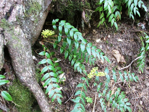 A small population of cascade Oregon grape (Mahonia nervosa / Berberis nervosa) grows out from under a log in the forest. Another stunning Pacific Northwest native shrub available at Sparrowhawk Native Plants Nursery in Portland, Oregon.