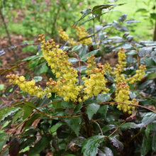 Load image into Gallery viewer, Close up of the yellow flower on cascade Oregon grape (Mahonia nervosa / Berberis nervosa) in April. Another stunning Pacific Northwest native shrub available at Sparrowhawk Native Plants Nursery in Portland, Oregon.