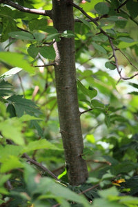 Close-up showing the branch and bark Pacific or western crabapple (Malus fusca). One of approximately 200 species of Pacific Northwest Native Plants available at Sparrowhawk Native Plants nursery in Portland, Oregon