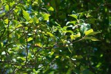 Load image into Gallery viewer, Close-up showing the leaves and early fruits of Pacific or western crabapple (Malus fusca). One of approximately 200 species of Pacific Northwest Native Plants available at Sparrowhawk Native Plants nursery in Portland, Oregon