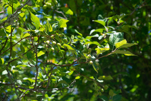 Close-up showing the leaves and early fruits of Pacific or western crabapple (Malus fusca). One of approximately 200 species of Pacific Northwest Native Plants available at Sparrowhawk Native Plants nursery in Portland, Oregon