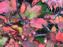 Load image into Gallery viewer, Close-up of the striking bright red fall leaves of Pacific or western crabapple (Malus fusca). One of approximately 200 species of Pacific Northwest Native Plants available at Sparrowhawk Native Plants nursery in Portland, Oregon