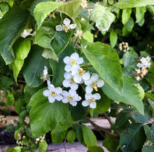 Load image into Gallery viewer, Close-up of a cluster of white Pacific or western crabapple flowers (Malus fusca). One of approximately 200 species of Pacific Northwest Native Plants available at Sparrowhawk Native Plants nursery in Portland, Oregon