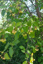 Load image into Gallery viewer, Close-up showing the leaves and early fruits of Pacific or western crabapple (Malus fusca). One of approximately 200 species of Pacific Northwest Native Plants available at Sparrowhawk Native Plants nursery in Portland, Oregon