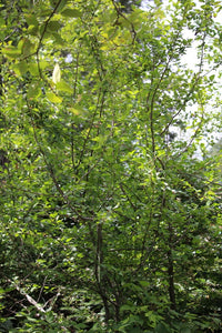 Branches and leaves of Pacific or western crabapple (Malus fusca). One of approximately 200 species of Pacific Northwest Native Plants available at Sparrowhawk Native Plants nursery in Portland, Oregon