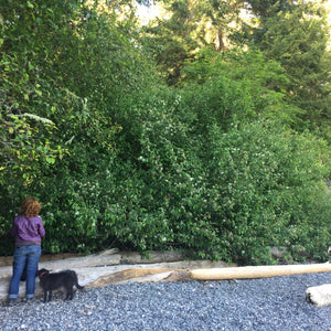 A habitat hedge of Pacific or western crabapple (Malus fusca). One of approximately 200 species of Pacific Northwest Native Plants available at Sparrowhawk Native Plants nursery in Portland, Oregon