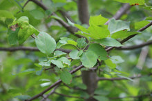 Load image into Gallery viewer, Close-up of a the bright green spring foliage of Pacific or western crabapple (Malus fusca). One of approximately 200 species of Pacific Northwest Native Plants available at Sparrowhawk Native Plants nursery in Portland, Oregon