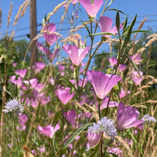 Load image into Gallery viewer, July Native Wildflower Meadow in Portland Oregon featuring Farewell-to-Spring and Blue Gilia flowers.  Seeds available at Sparrowhawk Native Plants.