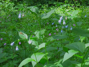 A wild, flowering population of western or broadleaf bluebells (Mertensia subcordata, formerly Mertensia platyphylla). One of approximately 200 species of Pacific Northwest native plants available at Sparrowhawk Native Plants, native plant nursery in Portland, Oregon.