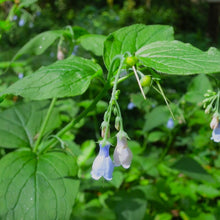 Load image into Gallery viewer, Close up of the bluish-purple flowers of western or broadleaf bluebells (Mertensia subcordata, formerly Mertensia platyphylla). One of approximately 200 species of Pacific Northwest native plants available at Sparrowhawk Native Plants, native plant nursery in Portland, Oregon.