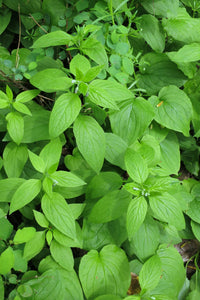 Foliage and growth habit of western or broadleaf bluebells (Mertensia subcordata, formerly Mertensia platyphylla). One of approximately 200 species of Pacific Northwest native plants available at Sparrowhawk Native Plants, native plant nursery in Portland, Oregon.