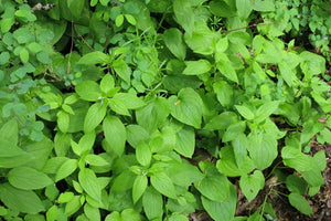 Foliage and growth habit of western or broadleaf bluebells (Mertensia subcordata, formerly Mertensia platyphylla). One of approximately 200 species of Pacific Northwest native plants available at Sparrowhawk Native Plants, native plant nursery in Portland, Oregon.