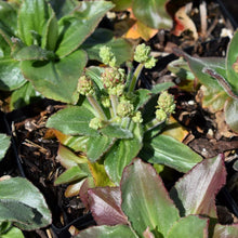 Load image into Gallery viewer, Fresh spring leaves and flower buds on a small 4&quot; container of Oregon saxifrage (Micranthes oregana, formerly Saxifraga oregana). One of 100+ species of Pacific Northwest native plants available at Sparrowhawk Native Plants, Native Plant Nursery in Portland, Oregon.