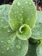 Load image into Gallery viewer, Morning dew drops adorn the bright green leaves of Oregon saxifrage (Micranthes oregana, formerly Saxifraga oregana). One of 100+ species of Pacific Northwest native plants available at Sparrowhawk Native Plants, Native Plant Nursery in Portland, Oregon.