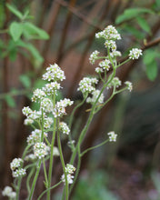 Load image into Gallery viewer, Flowering stems of Oregon saxifrage (Micranthes oregana, formerly Saxifraga oregana), covered in diminutive white blooms. One of 150+ species of Pacific Northwest native plants available at Sparrowhawk Native Plants, Native Plant Nursery in Portland, Oregon.