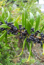 Load image into Gallery viewer, Close up of a branch of pacific wax myrtle (Myrica californica) covered in ripe black berries. One of approximately 200 species of Pacific Northwest native plants available at Sparrowhawk Native Plants, Native Plant Nursery in Portland, Oregon.