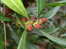 Load image into Gallery viewer, Close-up of the reddish flowers of pacific wax myrtle (Myrica californica). One of approximately 200 species of Pacific Northwest native plants available at Sparrowhawk Native Plants, Native Plant Nursery in Portland, Oregon.