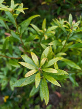 Load image into Gallery viewer, Droplets of rain speckle the foliage of pacific wax myrtle (Myrica californica). One of approximately 200 species of Pacific Northwest native plants available at Sparrowhawk Native Plants, Native Plant Nursery in Portland, Oregon.