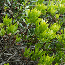 Load image into Gallery viewer, Foliage of pacific wax myrtle (Myrica californica). One of approximately 200 species of Pacific Northwest native plants available at Sparrowhawk Native Plants, Native Plant Nursery in Portland, Oregon.