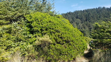 Load image into Gallery viewer, A large, mature pacific wax myrtle (Myrica californica) grows along a trail in its natural habitat. One of approximately 200 species of Pacific Northwest native plants available at Sparrowhawk Native Plants, Native Plant Nursery in Portland, Oregon.