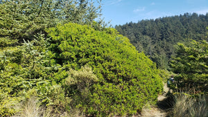 A large, mature pacific wax myrtle (Myrica californica) grows along a trail in its natural habitat. One of approximately 200 species of Pacific Northwest native plants available at Sparrowhawk Native Plants, Native Plant Nursery in Portland, Oregon.