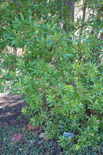 Load image into Gallery viewer, Evergreen Pacific Wax Myrtle (Myrica californica) growing along a bright forest edge. One of 150+ species of Pacific Northwest native plants available at Sparrowhawk Native Plants, Native Plant Nursery in Portland, Oregon.