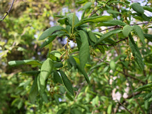 Load image into Gallery viewer, Close up a a branches of osoberry, or Indian plum (Oemleria cerasiformis), with early, unripe fruits beginning to form. Another stunning Pacific Northwest native shrub available at Sparrowhawk Native Plants Nursery in Portland, Oregon