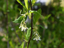 Load image into Gallery viewer, Close-up of the early-blooming white flowers of osoberry, or indian plum (Oemleria cerasiformis). Another stunning Pacific Northwest native shrub available at Sparrowhawk Native Plants Nursery in Portland, Oregon